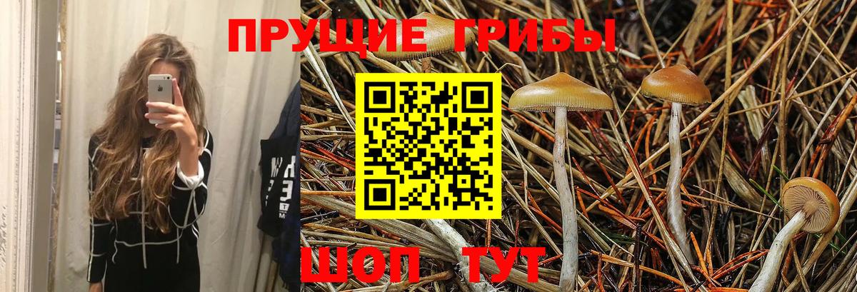 Галлюциногенные грибы Psilocybe Заринск